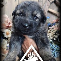 Riggs - Sable male German Shepherd puppy in Sequim, Washington from German Shepherd Haus