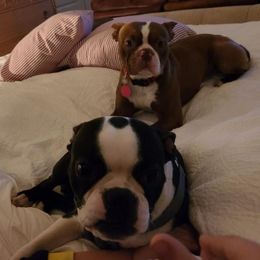 Boston Terriers from Sage’s Boston Terriers