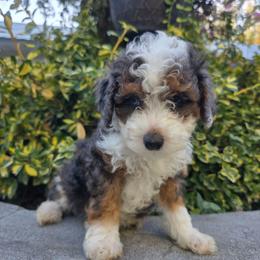 Leo - Blue merle male Bernedoodle puppy in Blackfoot, Idaho from Draper Mountain Doodles