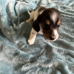 Riley (Maple-Boy 2) - Black and cream male Dachshund puppy in Wolf Lake, Indiana from Canisteo Dachshunds