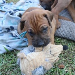 Boy 7 - male Rhodesian Ridgeback puppy in Broussard, Louisiana from Karamojo Ridgebacks,  Quality over Quantity