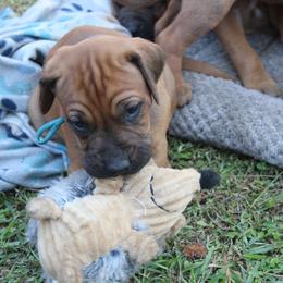 Boy 7 - male Rhodesian Ridgeback puppy in Broussard, Louisiana from Karamojo Ridgebacks,  Quality over Quantity