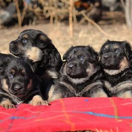 German Shepherd and Golden Retriever Puppies from Kallhart Shepards and retrievers