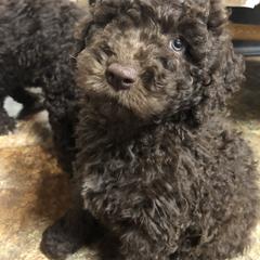 Spanish Water Dog Puppies from Highview Spanish Water Dogs, LLC