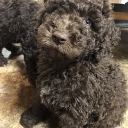 Spanish Water Dog Puppies from Highview Spanish Water Dogs, LLC
