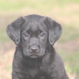 Boykin Spaniel and Labrador Retriever Puppies from Triple Creek Kennel
