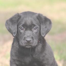 Boykin Spaniel and Labrador Retriever Puppies from Triple Creek Kennel