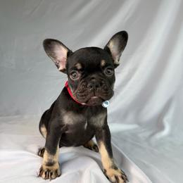 Scout - Black and tan female French Bulldog puppy in Lehi, Utah from Kellysbulldogs