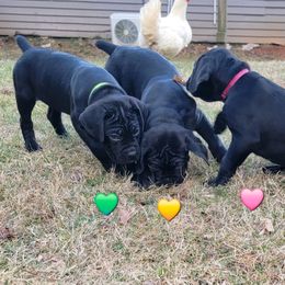 Cane Corso Puppies from Hardradas Dynasty Cane Corso
