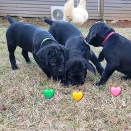 Cane Corso Puppies from Hardradas Dynasty Cane Corso