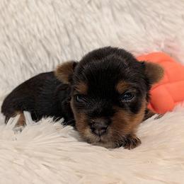 Phoebe - Blue and gold female Yorkshire Terrier puppy in Gatesville, Texas from KontryKritterz Yorkies