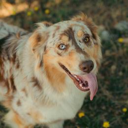 Twix - Australian Shepherd