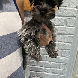 Girl 2 - Parti Miniature Schnauzer puppy in Flint, Texas from Schnazzy Schnauzers