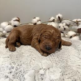 Macchiato - Red  female Goldendoodle puppy in Taylorsville, North Carolina from Doggone Dixie Doodles