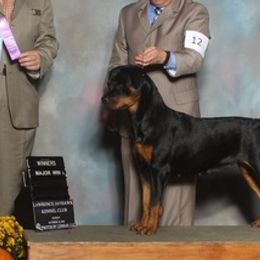 Rottweilers from Armata Rottweilers