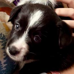 Moonshine (Red collar) - Black and white female Cardigan Welsh Corgi puppy in Omaha, Arkansas from DnD Corgis