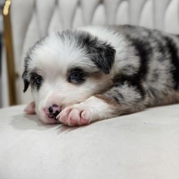 Knox AKC - Blue merle male Australian Shepherd puppy in Polk City, Florida from Skaky Shepherds