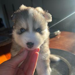 Payette - Silver and white female Pomsky puppy in Rathdrum, Idaho from Smart Pomskies and Frenchies