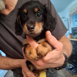 Akc  A F 3 - Black and tan female Dachshund puppy in Penn Run, Pennsylvania from Shannon’s Dachshunds