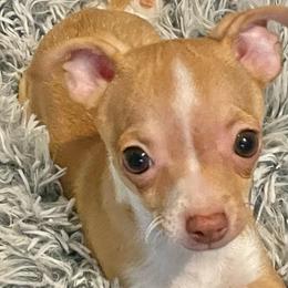 Lil Joel - Fawn and white male Chihuahua puppy in North Carolina & Lake Placid., North Carolina from Precious Petite Puppies