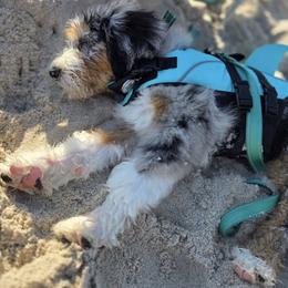 Bernedoodle, Bernese Mountain Dog, and Poodle Puppies from Bubbling Springs Doodles, LLC