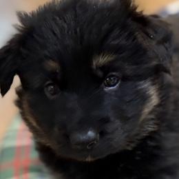 German Shepherd Puppies from Circle Oaks Shepherds