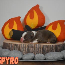 Australian Shepherd Puppies from Starlit Grove Australian Shepherds