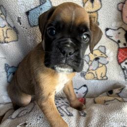 Navie - Fawn female Boxer puppy in Cicero, New York from MK Boxer Haven of CNY