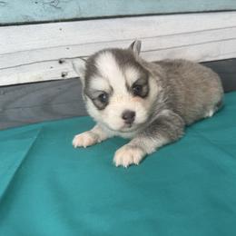 Bourbon - Blue male Pomsky puppy in Krum, Texas from Paw-Some Pomskies