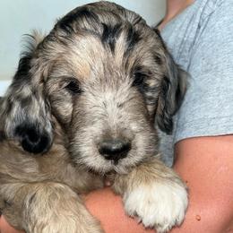 Shelbie - Brown female Pyredoodle puppy in Prescott, Washington from Washington Pyredoodles