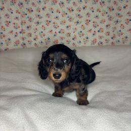 Henry - Dapple male Dachshund puppy in Mountain Grove, Missouri from Happy Hounds
