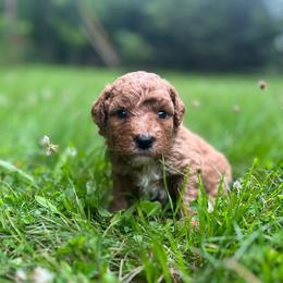 Poodles from Cross's Poodle Puppies