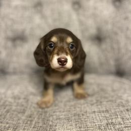 Luke - Chocolate and cream male Dachshund puppy in Fort Gibson, Oklahoma from Cooper’s Dachshunds