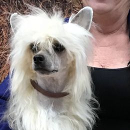 Chinese Cresteds and Shih Tzus from OH SO