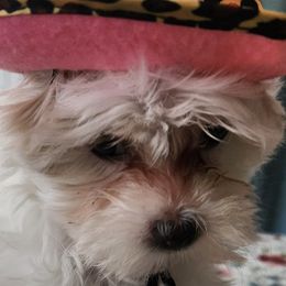 Maltese from Holly's Pups