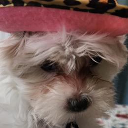Maltese from Holly's Pups