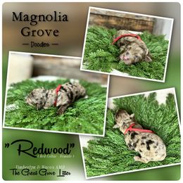 Redwood - Red Collar - female Australian Mountain Doodle puppy in Oxford, Alabama from Magnolia Grove Doodles