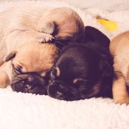 Belgian Malinois from Seven Hills Arkansas