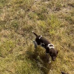 Konrad - Liver and white male German Shorthaired Pointer puppy in Stephenville, Texas from VOM BOSQUE RIVER DEUTSCH KURZHAAR and FOREST RIVER LLEWELLINS