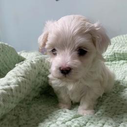 No name we just call her puppy - White and lemon female Maltese puppy in Hillman, Michigan from Susan's Maltese