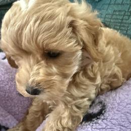 Martin - Apricot male Maltipoo puppy in Buffalo, New York from Debra Stacey's Maltipoo Puppies