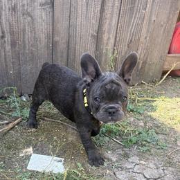 Yellow - Blue female French Bulldog puppy in Kyle, Texas from Small Town Frenchies