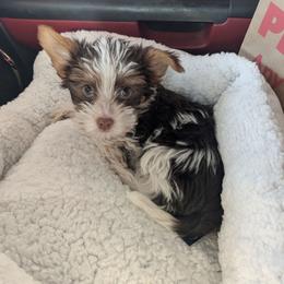 Chocolate and tan parti boy - Parti male Yorkshire Terrier puppy in Odenville, Alabama from Yorkie Prints