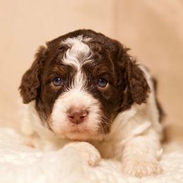 Bonnie - Brown and white female Bernedoodle puppy in Palmetto Bay, Florida from SOMIDOODLES