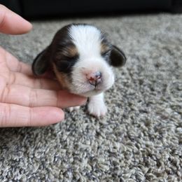 Tiny Tim - Black tan and white male Beagle puppy in Greenwood, Missouri from Nukee Beagles and Corgis