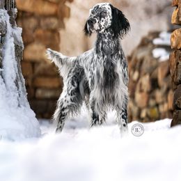 Unice - English Setter