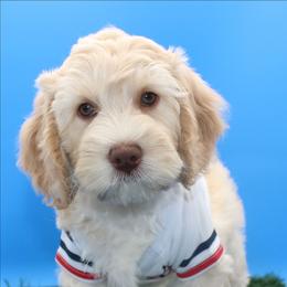 Wrigley - Gold male Australian Cobberdog puppy in Bellingham, Minnesota from Whispering Prairie Australian Cobberdog