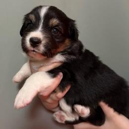 Unicorn - Black tri-color female Australian Shepherd puppy in Weeki Wachee, Florida from Ace of Spades Australian Shepherds