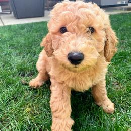 Goldendoodle Puppies from Lundee Doodles