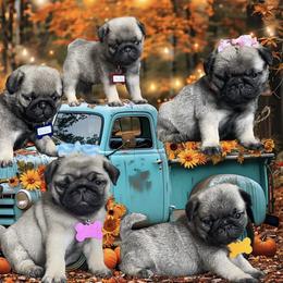 Pug Puppies from The Pugarazzi